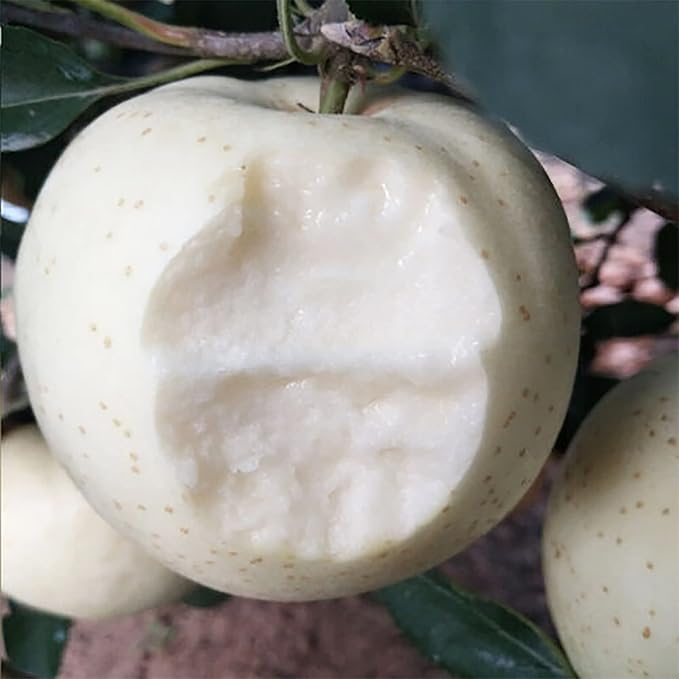 20 Seeds White Apple Non-GMO Seeds