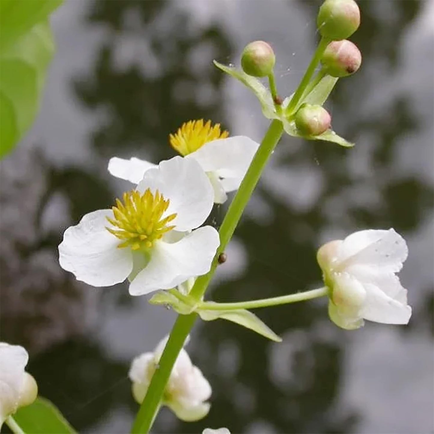 500 Seeds Indian Duck-Potato