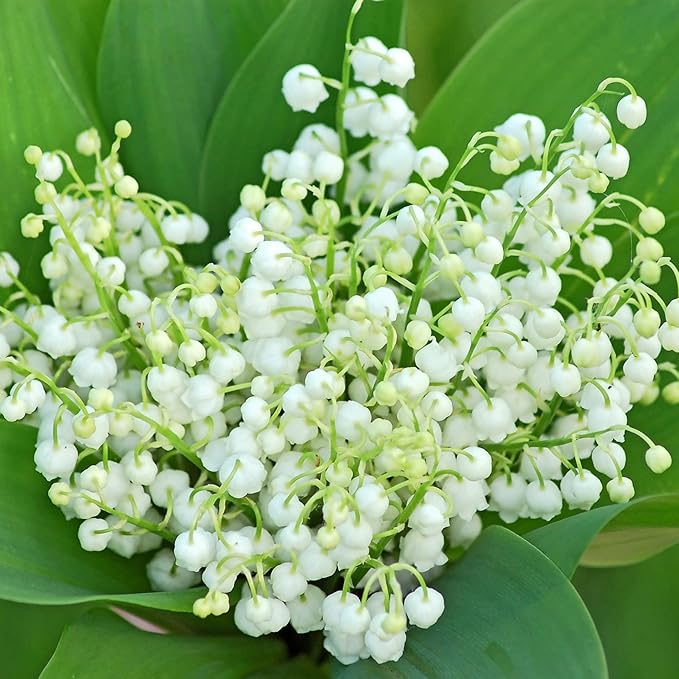 50 Seeds White Convallaria Majalis Seed