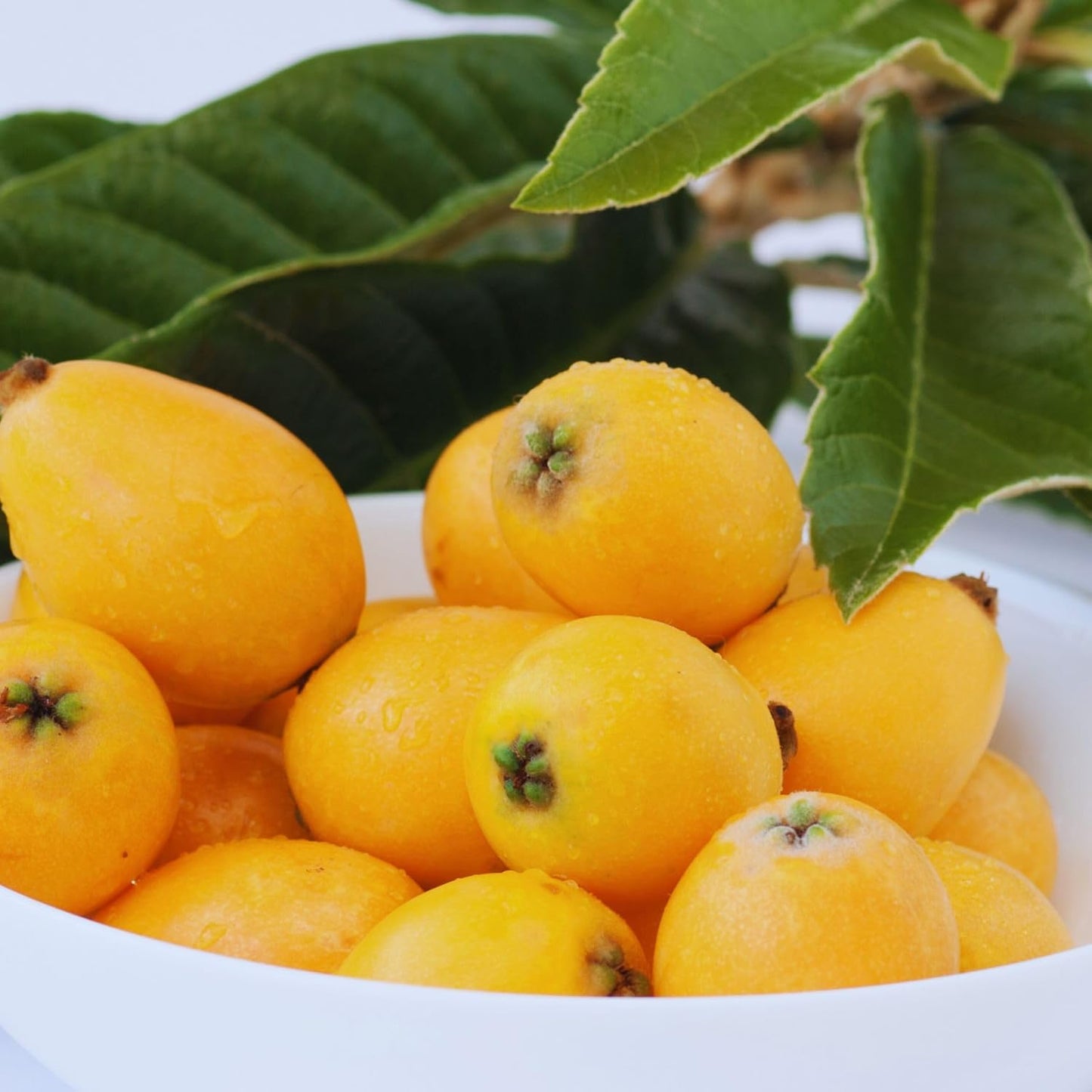 10 Seeds Loquat GMO Free seeds