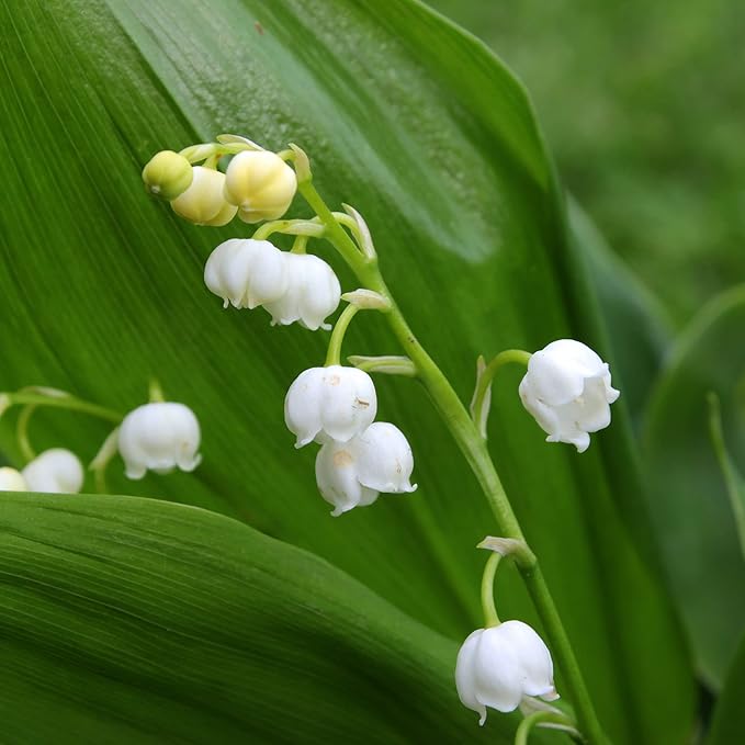 50 Seeds White Convallaria Majalis Seed