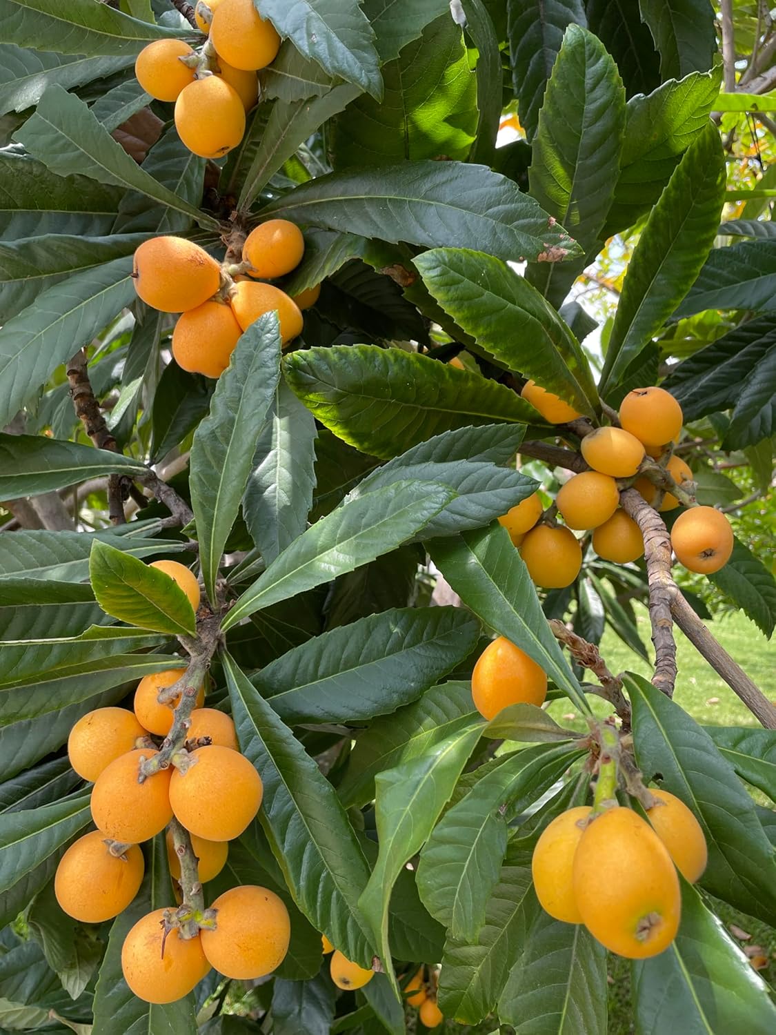 10 Seeds Loquat GMO Free seeds