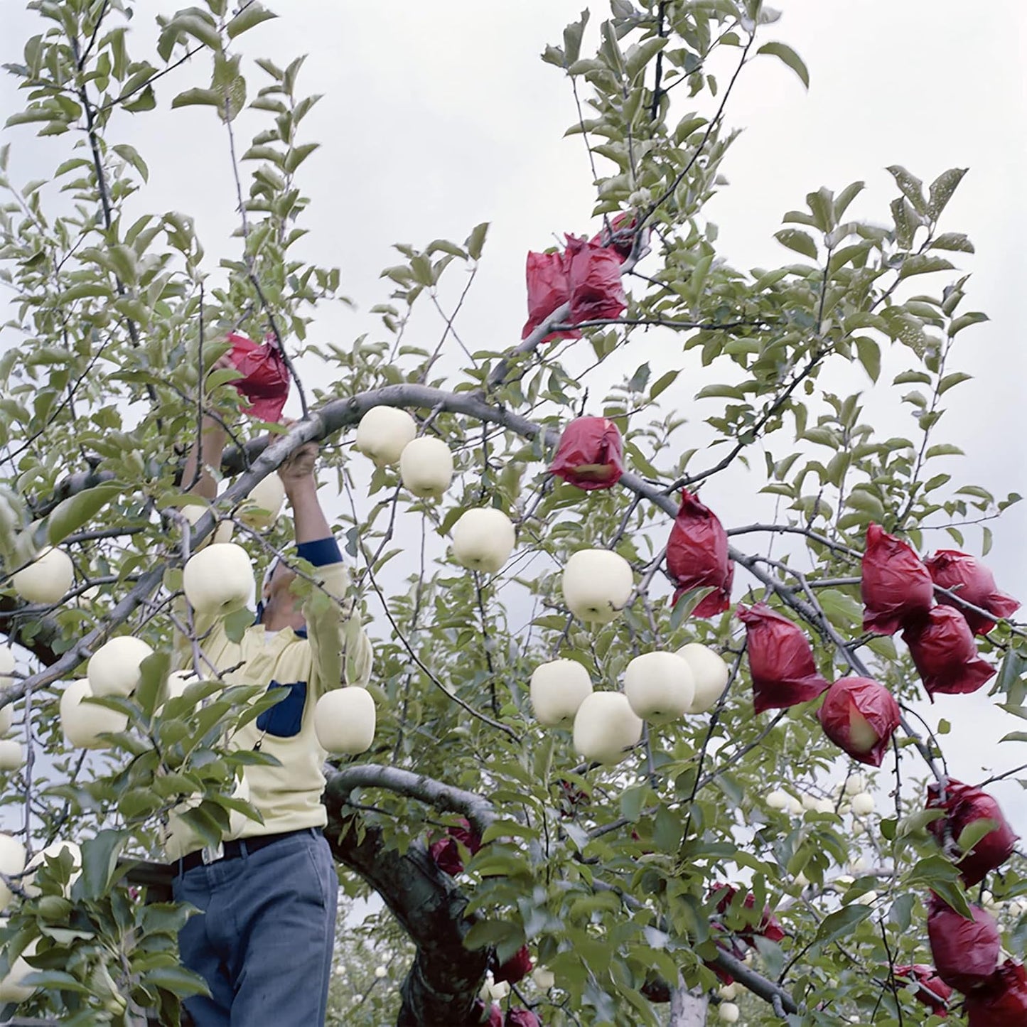 20 Seeds White Apple Non-GMO Seeds