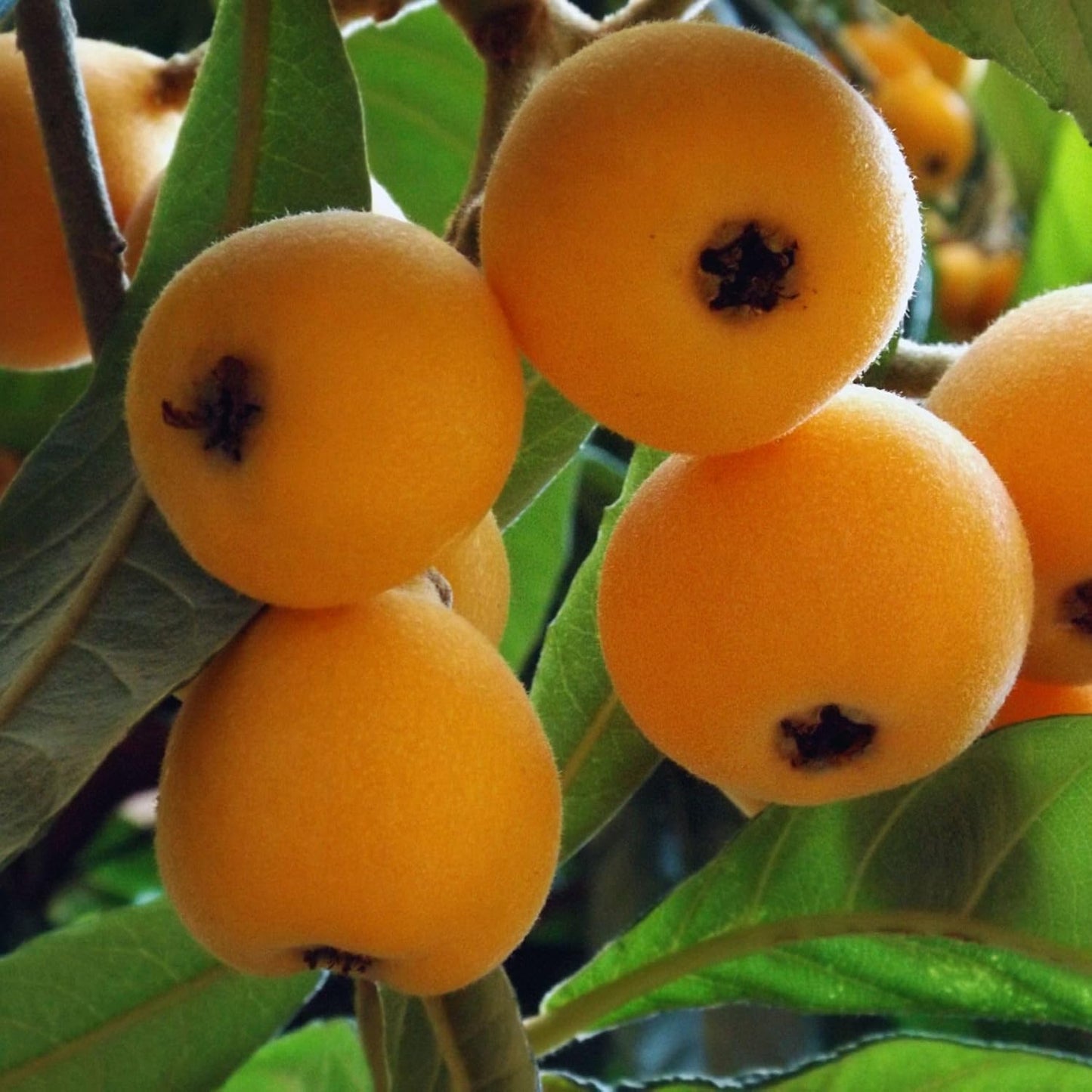 10 Seeds Loquat GMO Free seeds