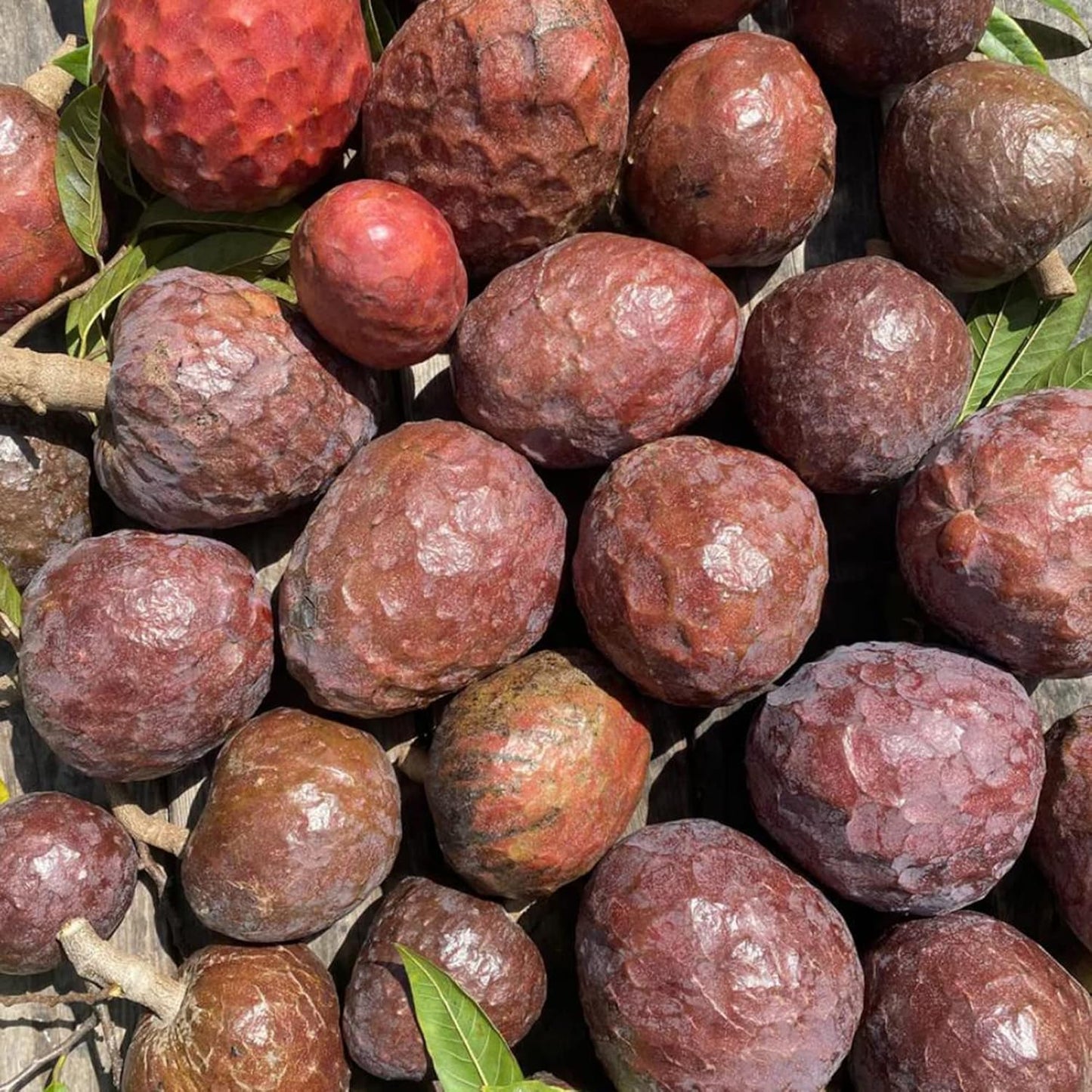 10 Seeds Custard Apple Seeds