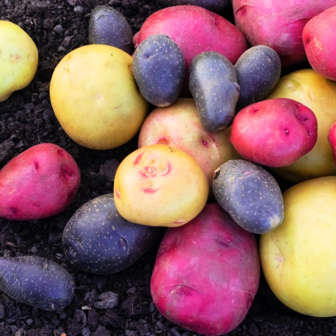 How to Grow Potatoes with Cocoseeds: A Simple Guide