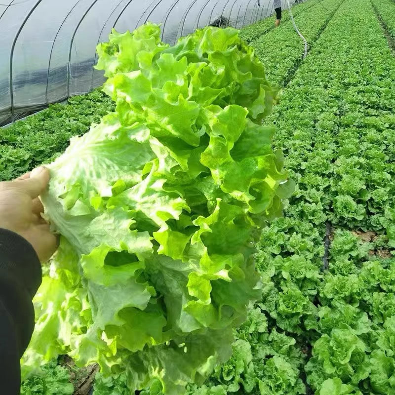 Buttercrunch Lettuce Seeds