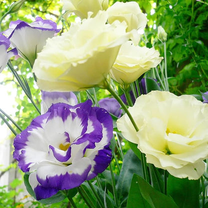 100 Seeds Lisianthus Seeds Eustoma, Prairie Gentian Cut Flowers Attracts