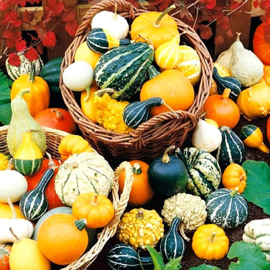 15 Seeds Ornamental Pumpkin Non-GMO Mix