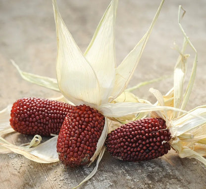 25 Seeds Red Strawberry Corn Seeds