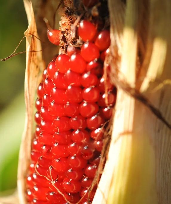 25 Seeds Red Strawberry Corn Seeds