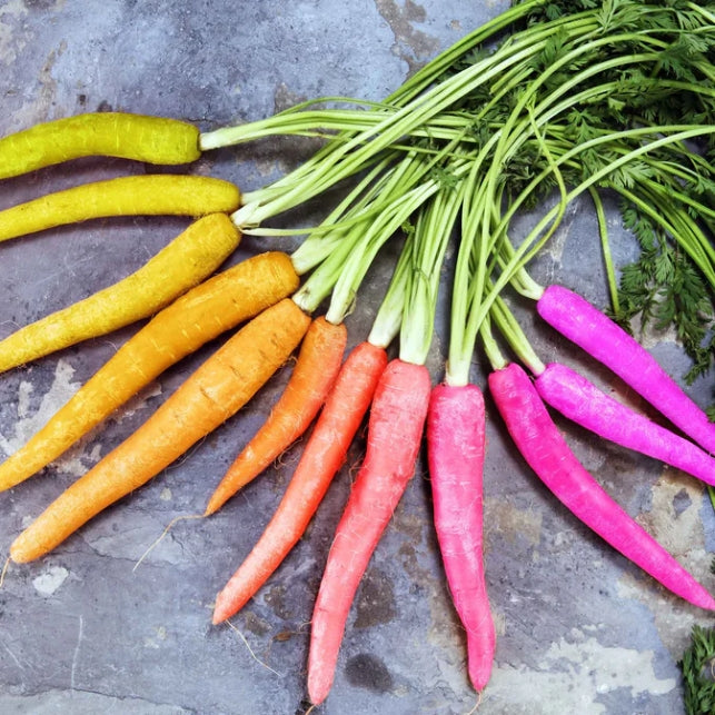 3000 Seeds Rainbow Blend Carrot Heirloom Seeds