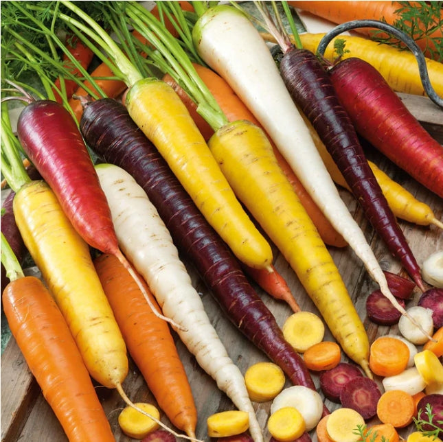 3000 Seeds Rainbow Blend Carrot Heirloom Seeds