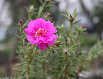 200 Seeds Moss Rose Double Pink