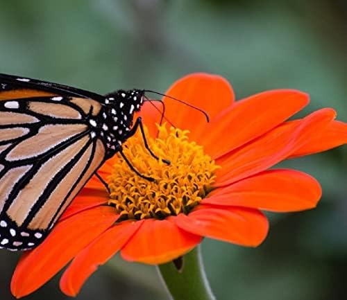 50 Seeds Mexican Sunflower Seeds