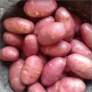 70 Seeds Red Potato Seeds