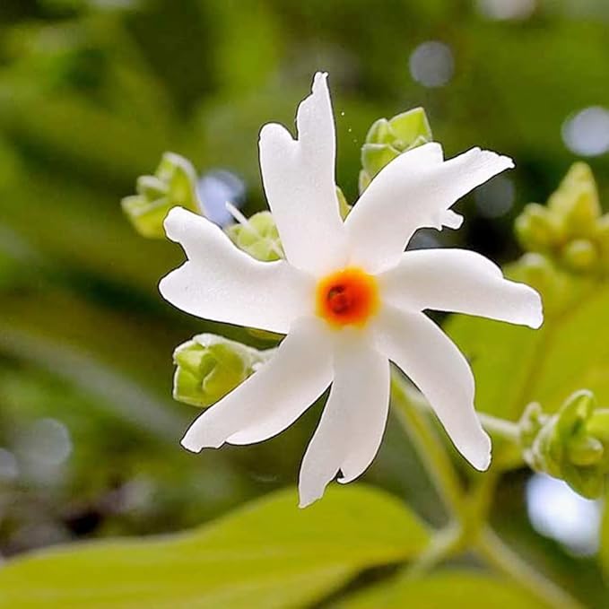 10 Seeds Parijat Jasmine Flower Seeds