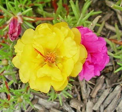 200 Seeds Moss Rose Double Pink