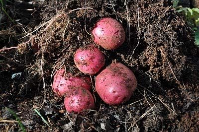 70 Seeds Red Potato Seeds