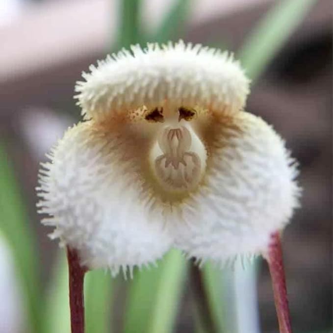 200 Seeds Mix Rare Monkey Face Orchid Seeds