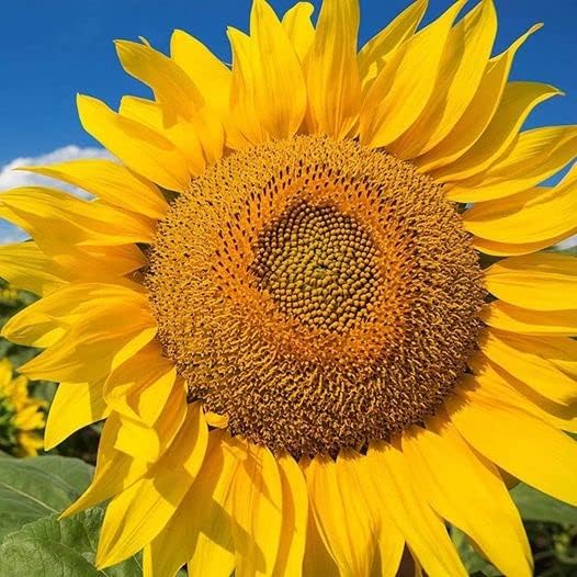 50 Seeds GIANT TITAN Sunflower seeds