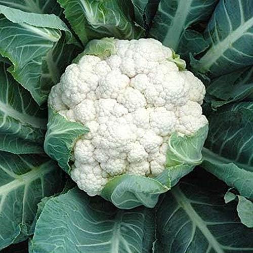 100 Seeds Snowball Cauliflower Non-GMO Seeds