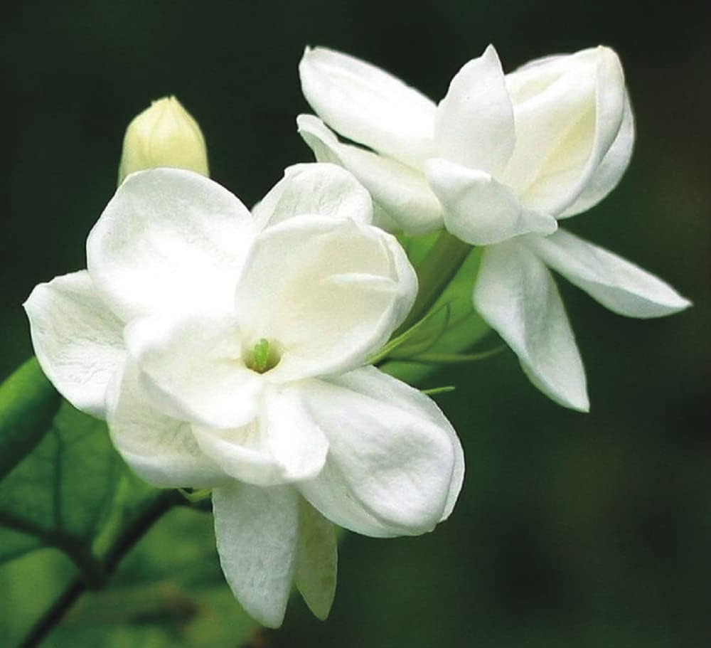 25 Seeds White Jasmine Seeds