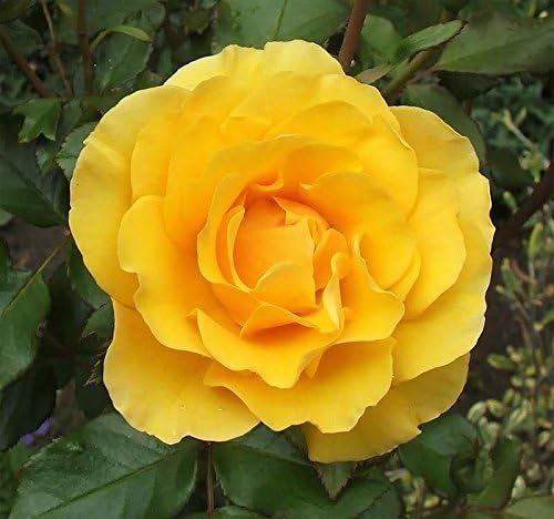 5 Yellow Rose Rosa Bush Shrub Perennial Flower Seeds