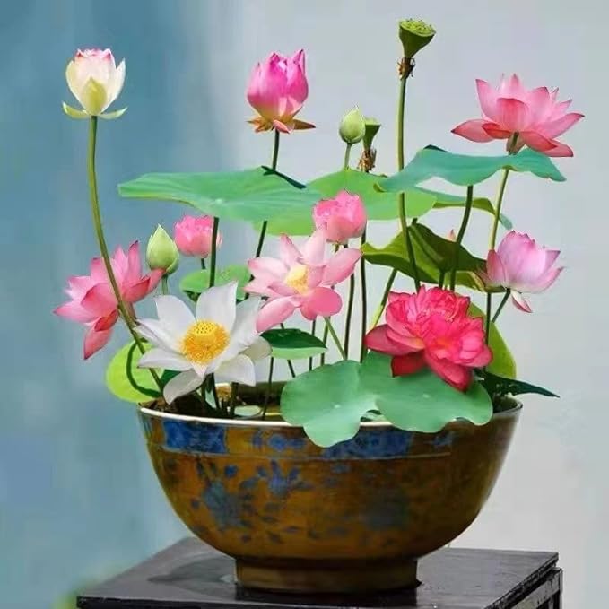 【TOP 1 SALES】10 or 20 Seeds Mixes Bowl Lotus