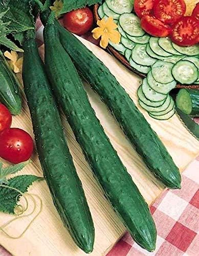 100 Seeds Tasty Jade F1 Cucumber Seeds