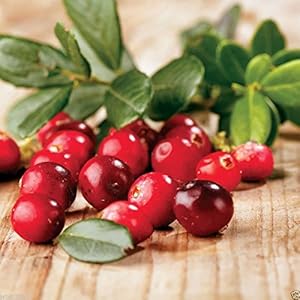 100 Seeds Organic Cranberry Seeds