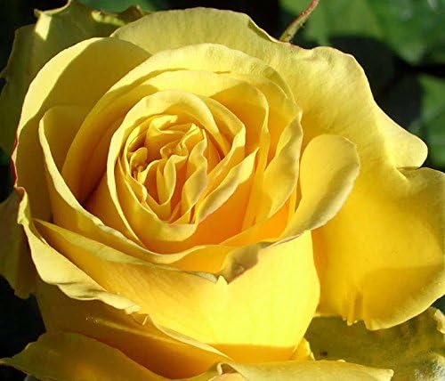 5 Yellow Rose Rosa Bush Shrub Perennial Flower Seeds