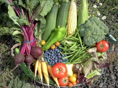 1900 Seeds Non-GMO Vegetable 10 Mix Seeds