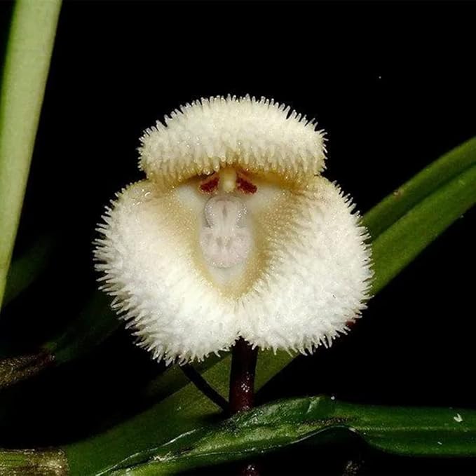 200 Seeds Mix Rare Monkey Face Orchid Seeds