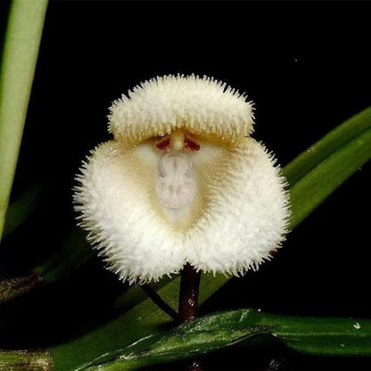 200 Seeds Mix Rare Monkey Face Orchid Seeds