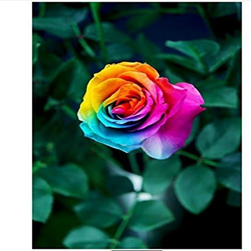 1000 Seeds Beautiful Rainbow Rose Seeds Multi-colored Rose Seeds