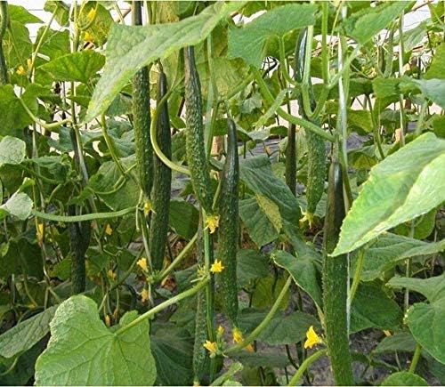 100 Seeds Tasty Jade F1 Cucumber Seeds