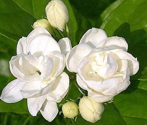 25 Seeds White Jasmine Seeds