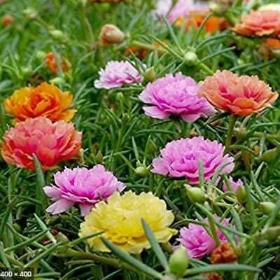 100 Seeds Mix Moss Rose Seeds Flower Perennial Flowers Seed