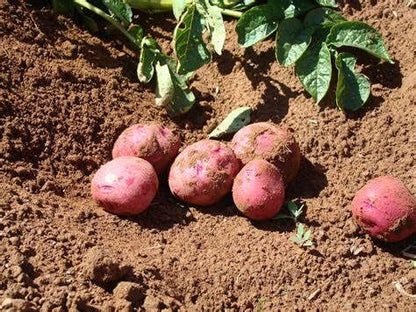 70 Seeds Red Potato Seeds