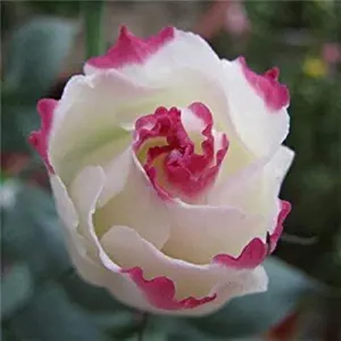 100 Seeds White Lisianthus Pink Edge Seeds