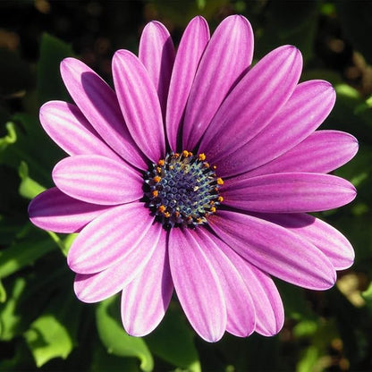 20 Seeds White & Purple African Daisy Mix Flower Seeds