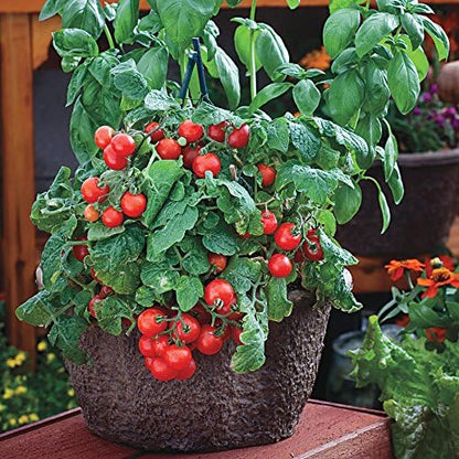 2000 Seeds Cherry Tomato GMO-Free Seeds