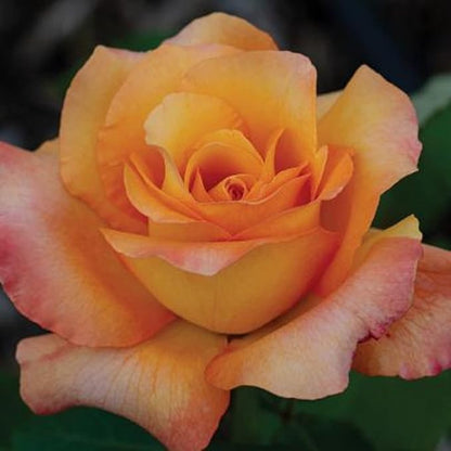 Orange Rose 100 Seeds Grows Climbing Rose Flower Easy Plant