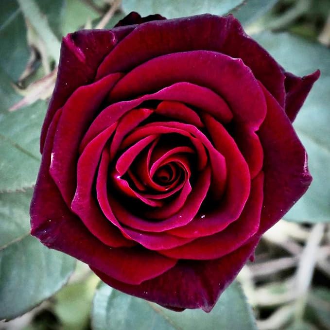 20 Seeds Black Baccara Rose Seeds