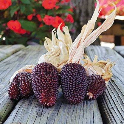 25 Seeds Red Strawberry Corn Seeds