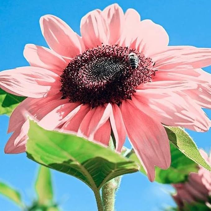 50 Seeds Rare Pink Sunflower Seeds