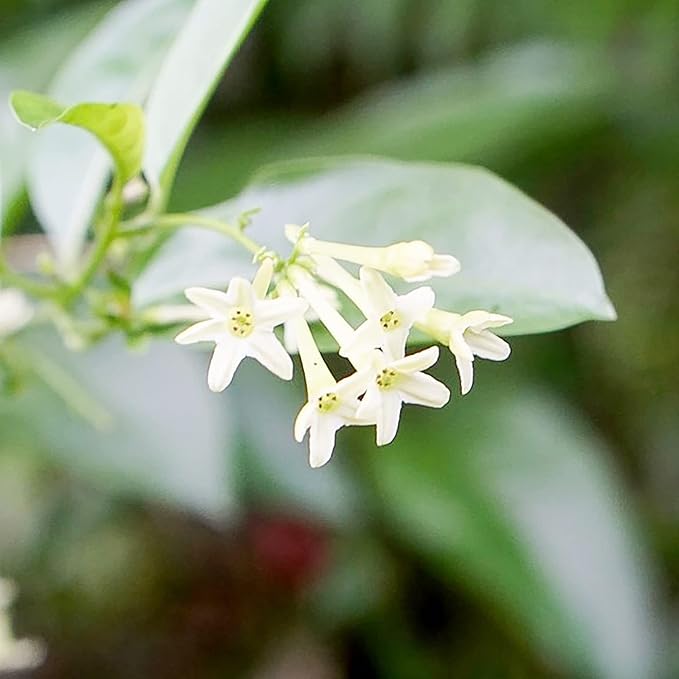 30 Seeds Night Blooming Jasmine Seeds