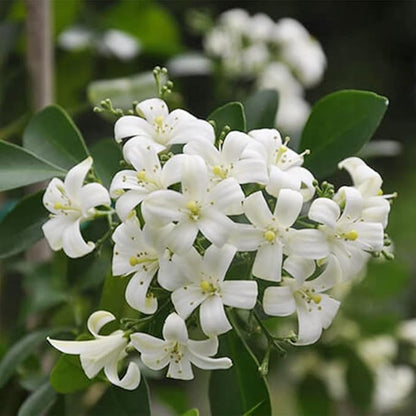 30 Seeds Night Blooming Jasmine Seeds