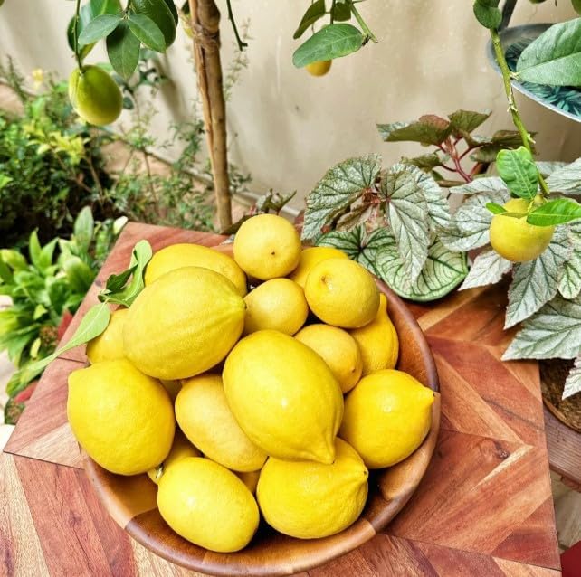 20 Seeds  Bonsai Lemon Non-GMO Tree